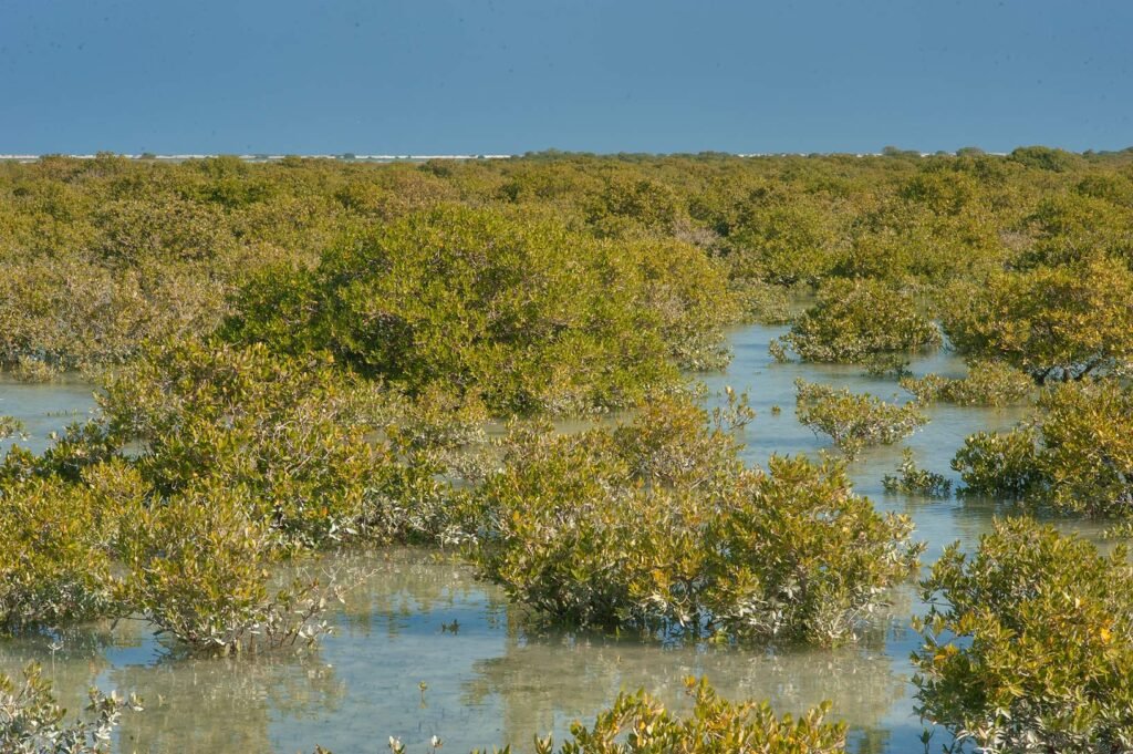 Grey mangroves in shallow water on the north-east coast north of Fuwairit