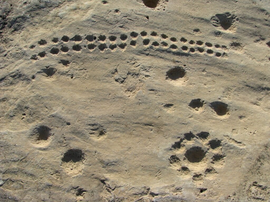 Rows of cup marks carved into the rock at Al Jassasiya