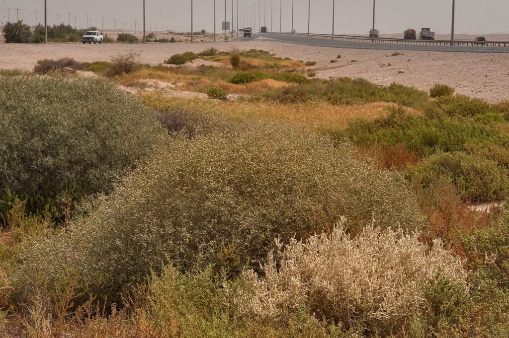 Green desert shrubs in a depression near Al Karaana off Salwa Road