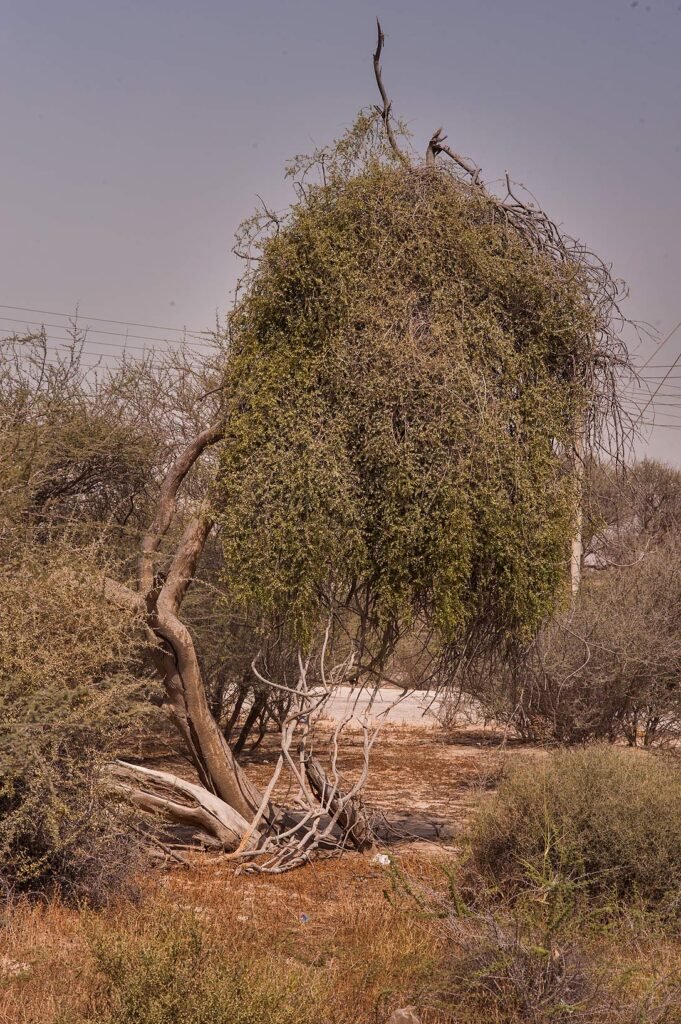 Cocculus pendulus vine draped over a tree near Al Karaana