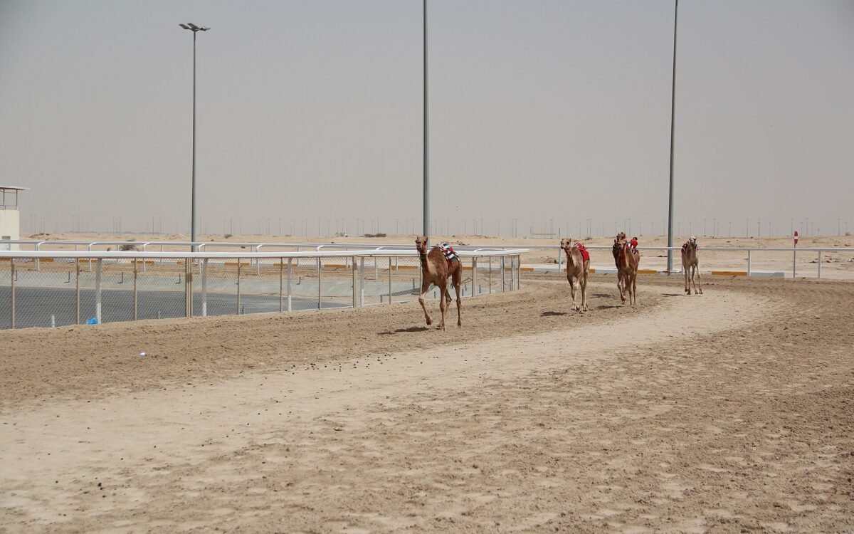 Al Shahaniya Camel Racetrack, Al Shahaniya