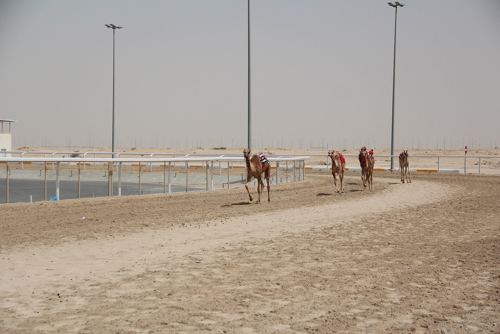 Camels racing at Al Shahaniya Camel Racetrack
