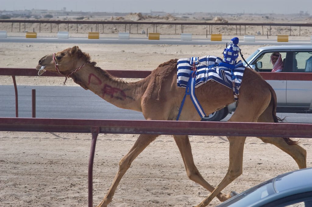 Close-up of a robotic jockey in racing silks on a camel at Al Shahaniya