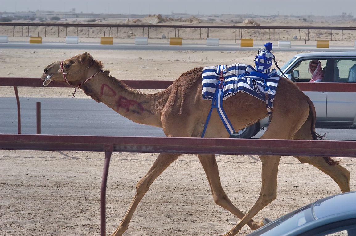 Close-up of a robotic jockey in racing silks on a camel at Al Shahaniya
