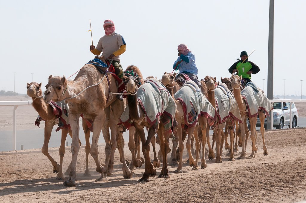 Handlers leading a string of camels during morning training at Al Shahaniya