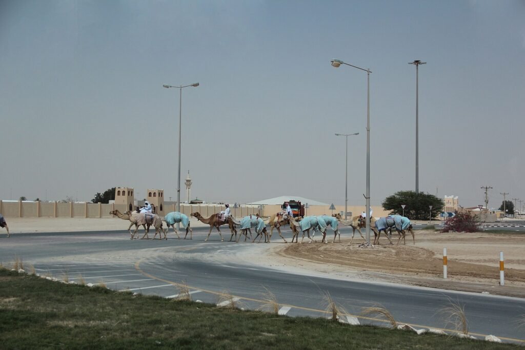 Camels crossing the road near the racetrack in Al Shahaniya