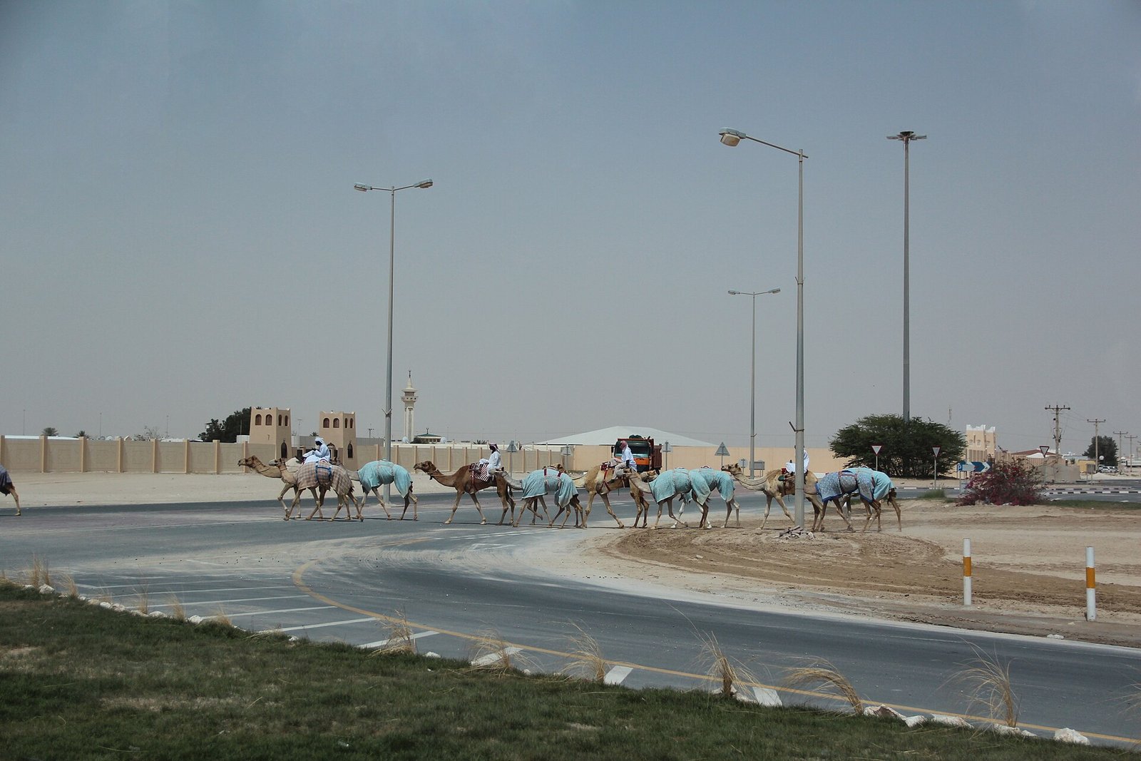 Camels crossing the road near the racetrack in Al Shahaniya