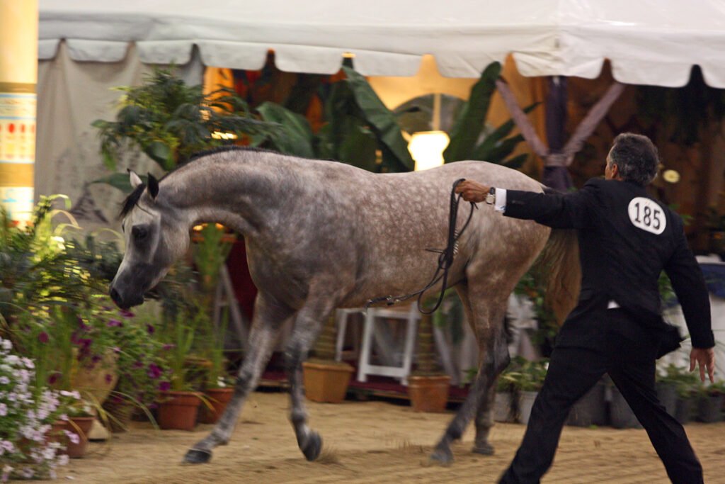 Al Shaqab-bred grey Arabian stallion Farhoud Al Shaqab shown in hand