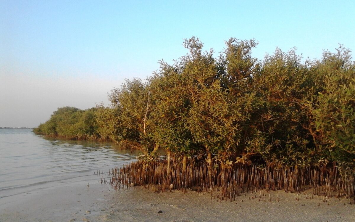 Al Thakira Mangroves Kayaking, Al Khor