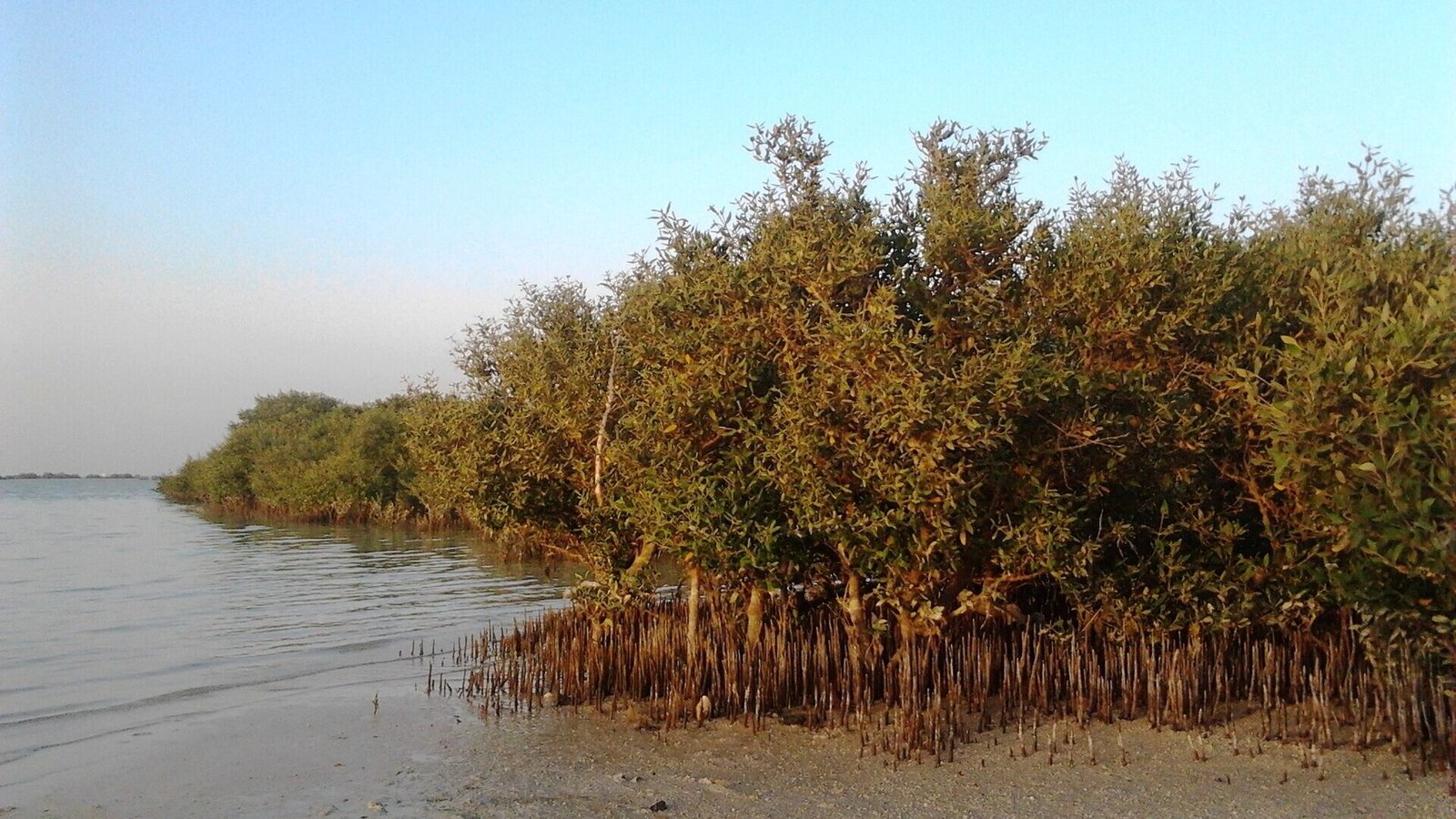 Al Thakira Mangroves Kayaking, Al Khor