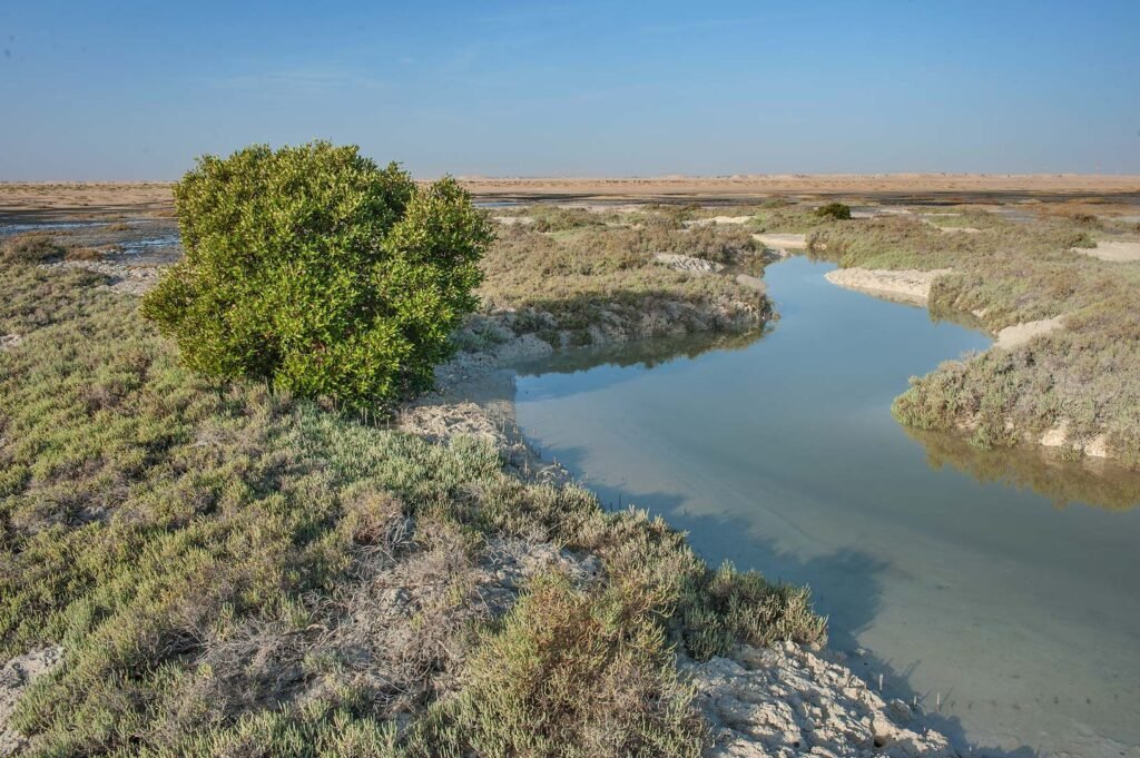 A tidal creek winding through salt marsh near Al Thakhira