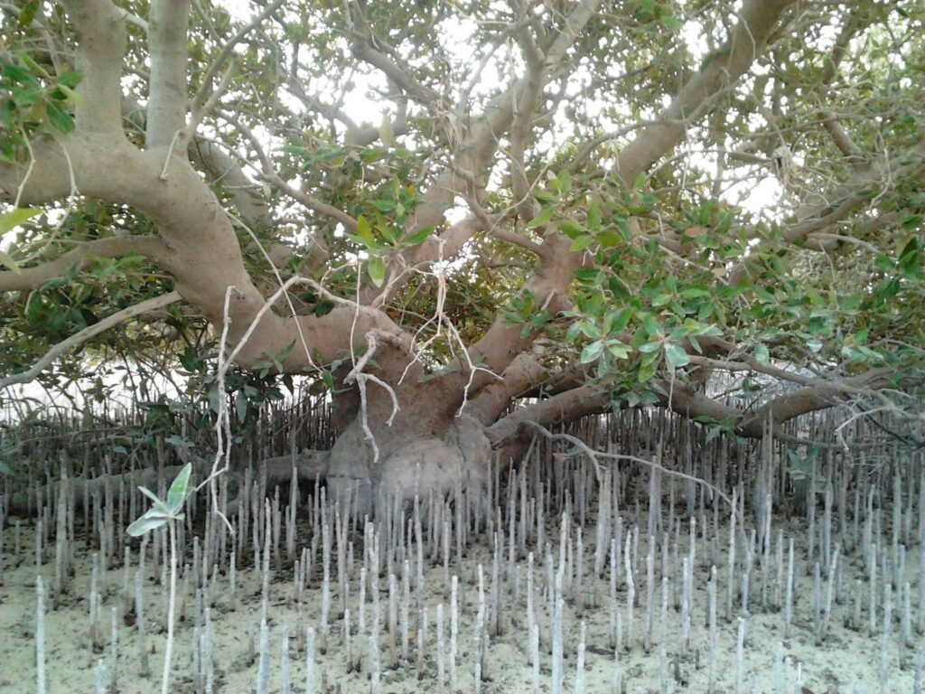 Pencil-like breathing roots of grey mangroves at Al Thakhira
