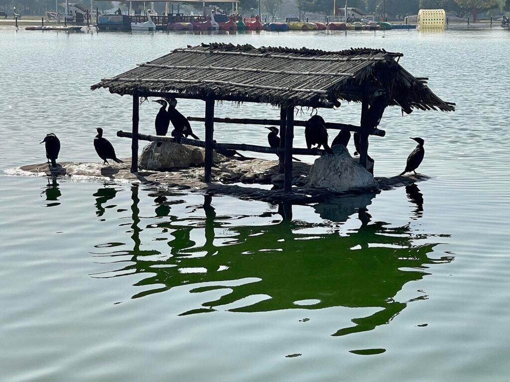 Great cormorants on the straw-roofed island in Aspire Lake