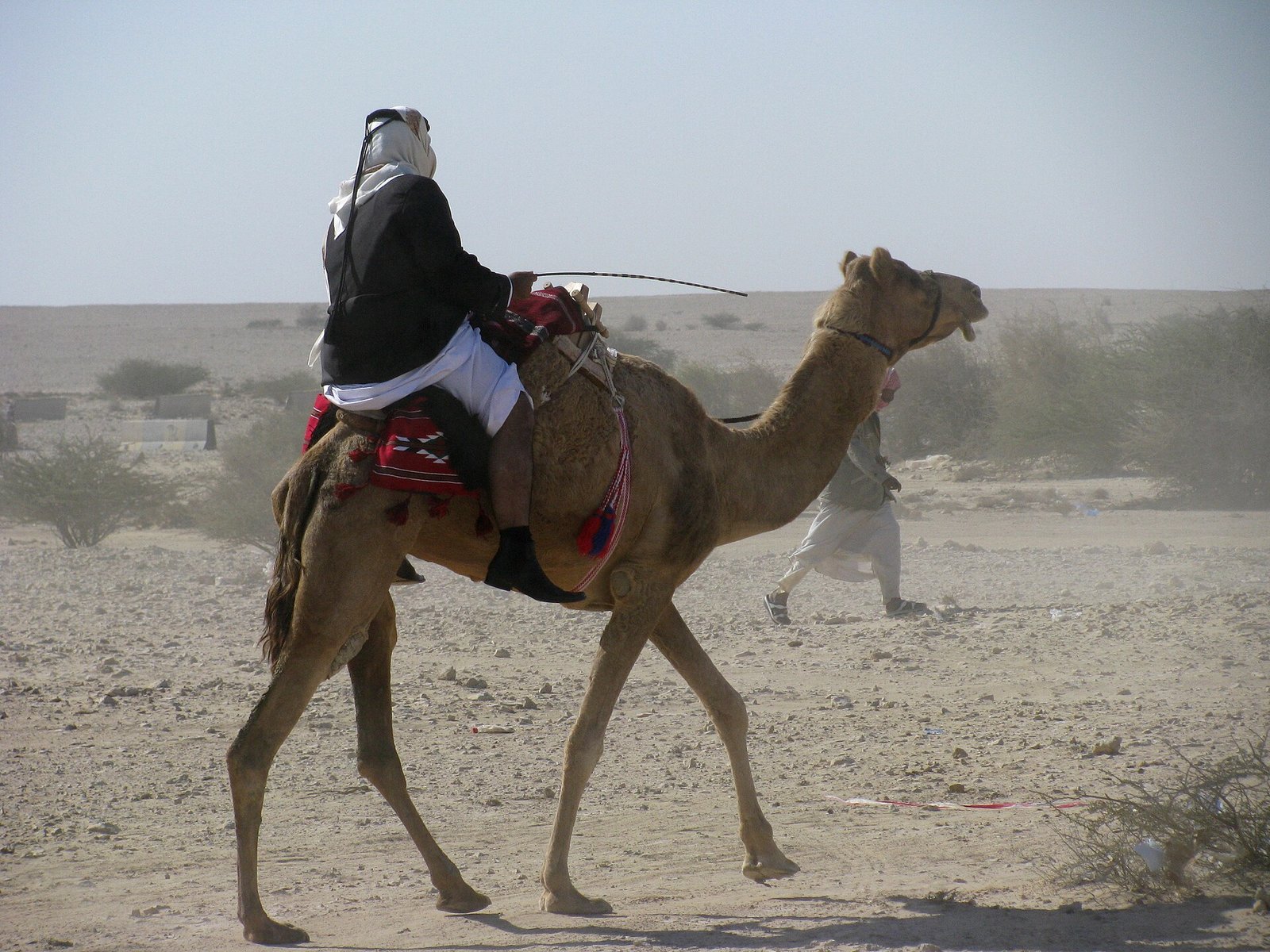 A rider on a camel crossing the sand near Al Rayyan, Qatar