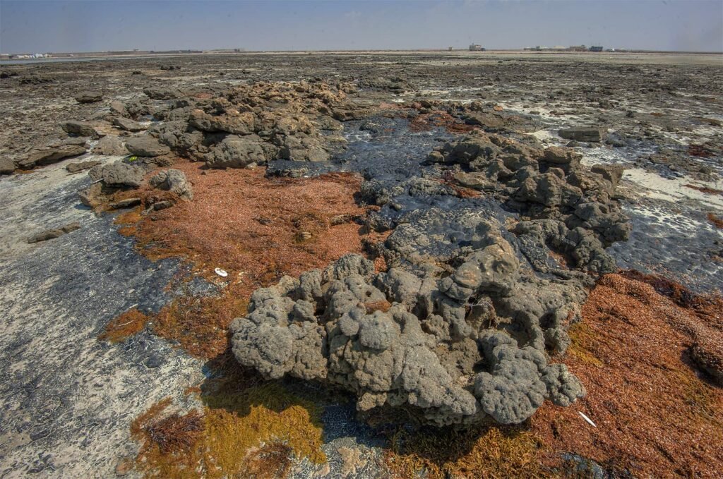 Beachrock stained dark by old oil residue on the shore at Freiha
