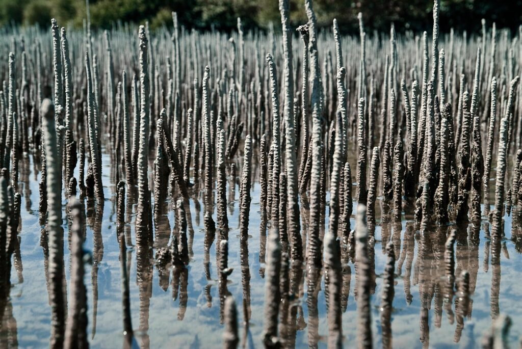 Grey mangrove breathing roots rising from the shallow water at Fuwairit
