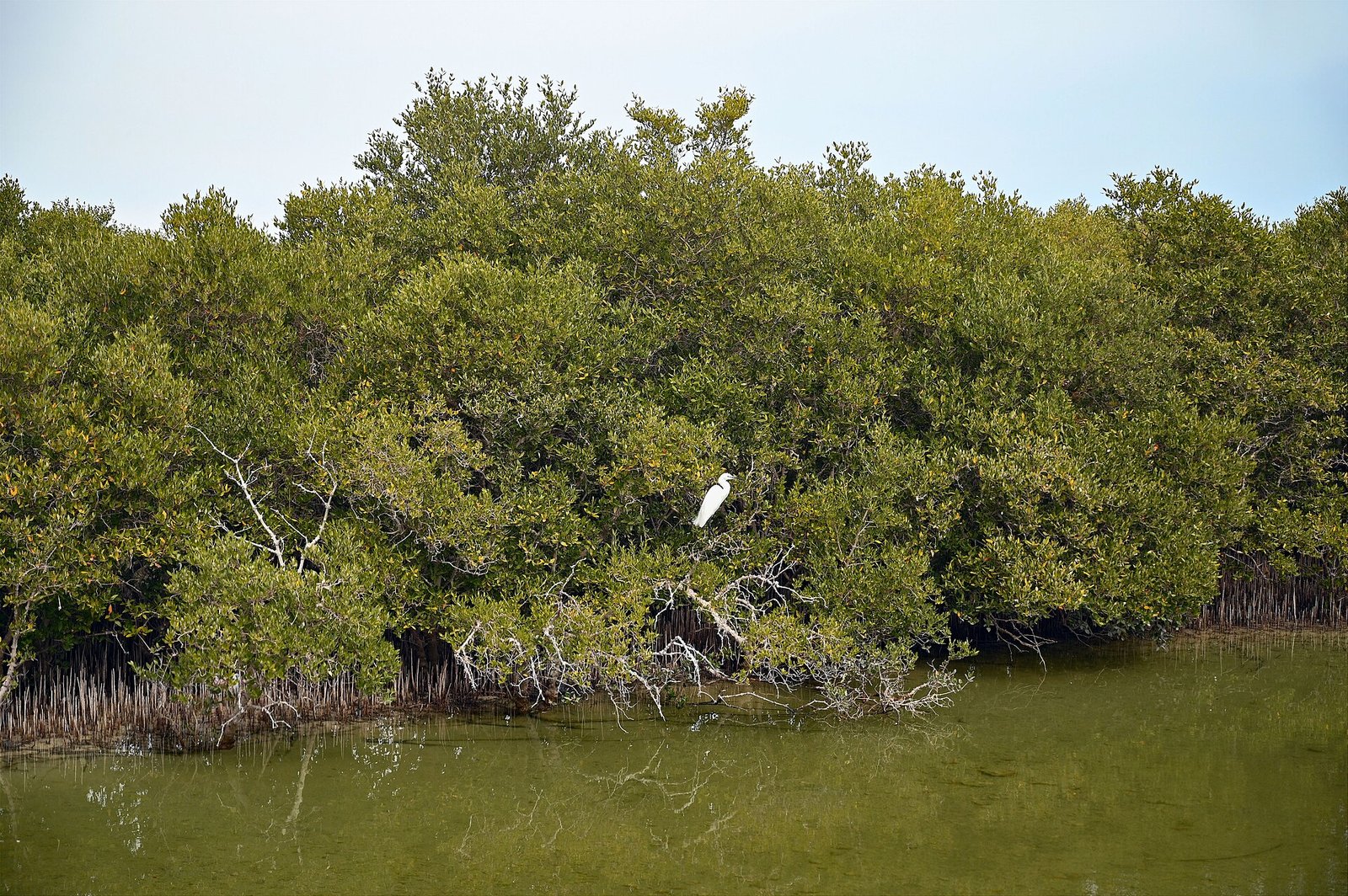 A little egret perched in dense grey mangroves at Al Thakira, Qatar
