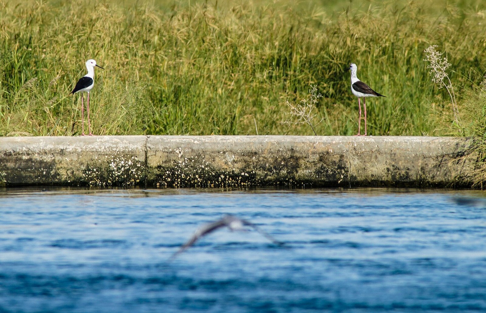 Two black-winged stilts beside a water channel in Qatar