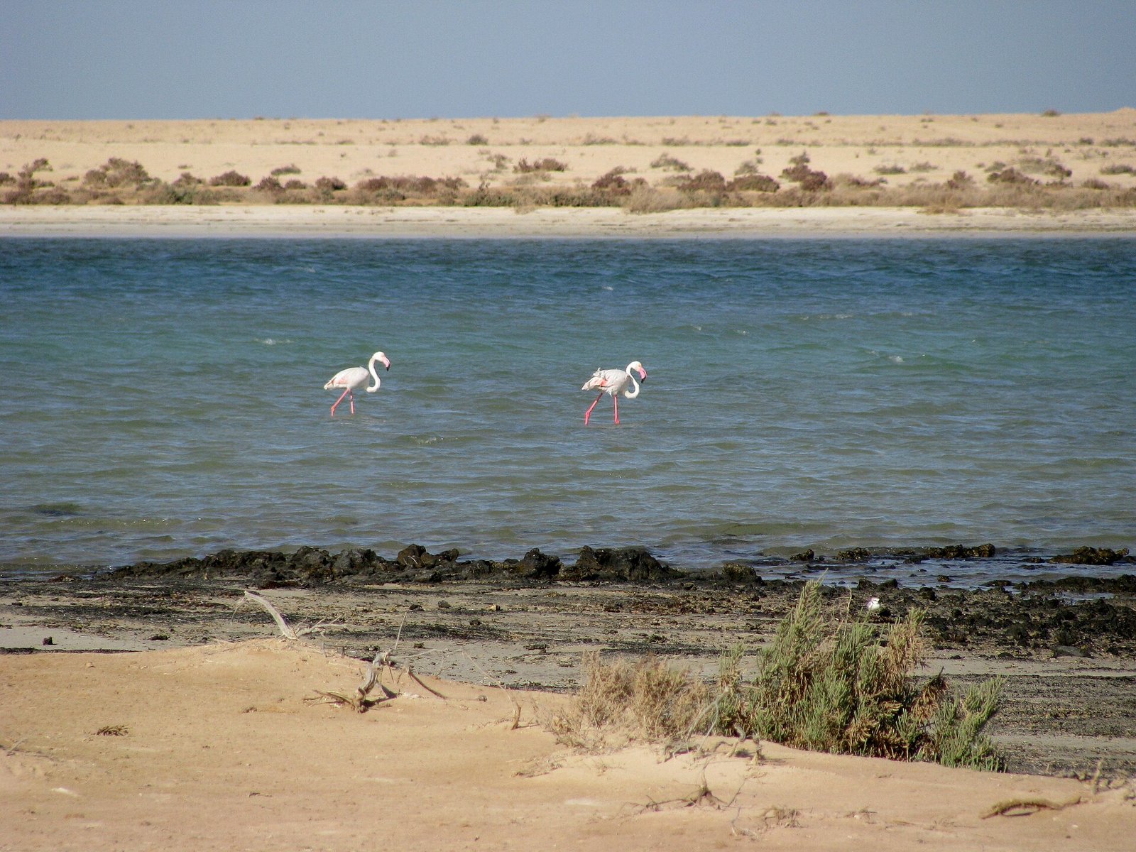 Two greater flamingos wading in a shallow inlet on Qatar's west coast