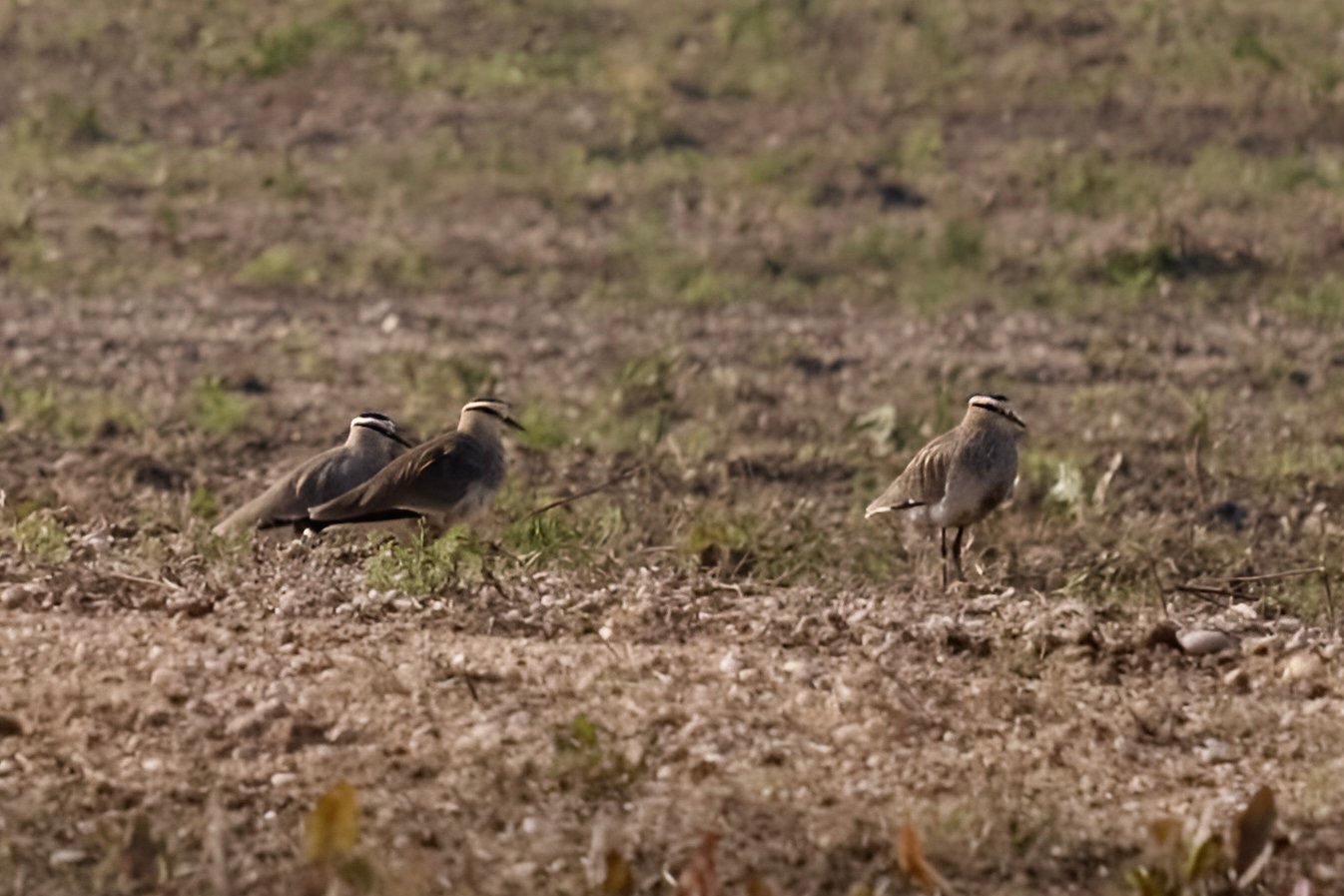 Sociable lapwings on bare farmland in Qatar