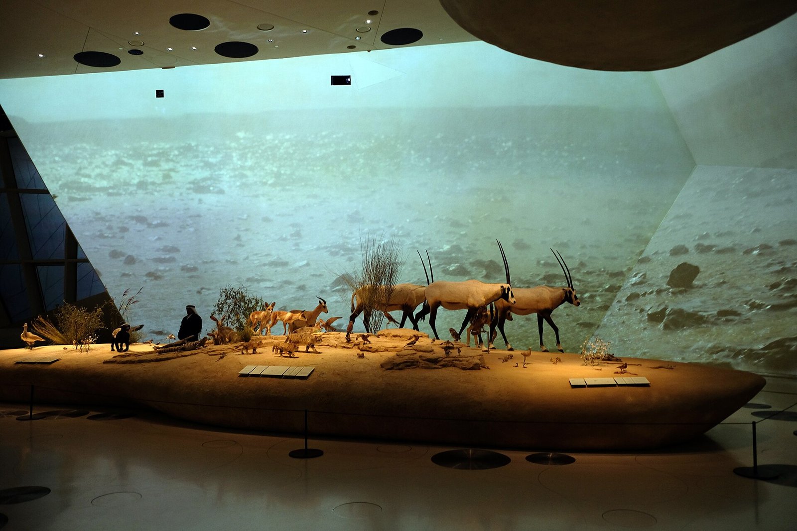 Desert wildlife diorama inside a gallery at the National Museum of Qatar
