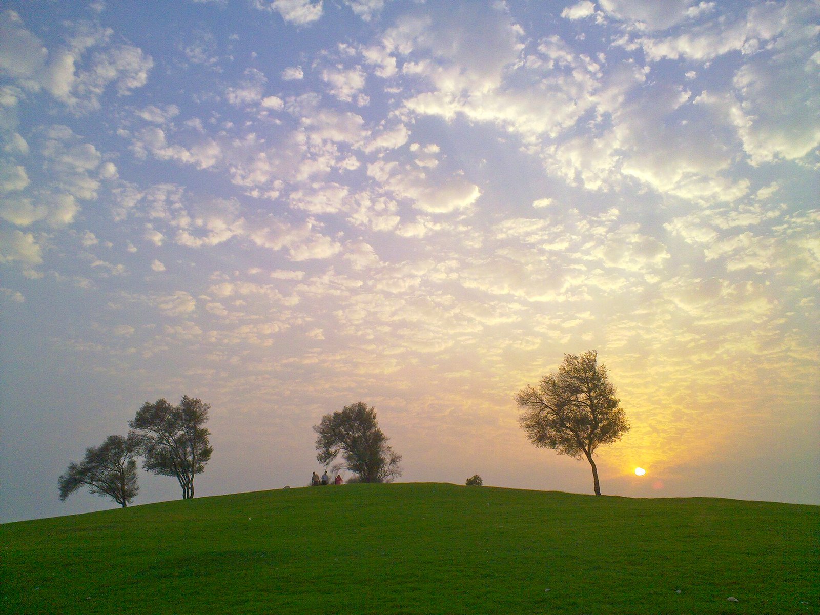 Trees on a grassy hill at sunset in Aspire Park, Doha