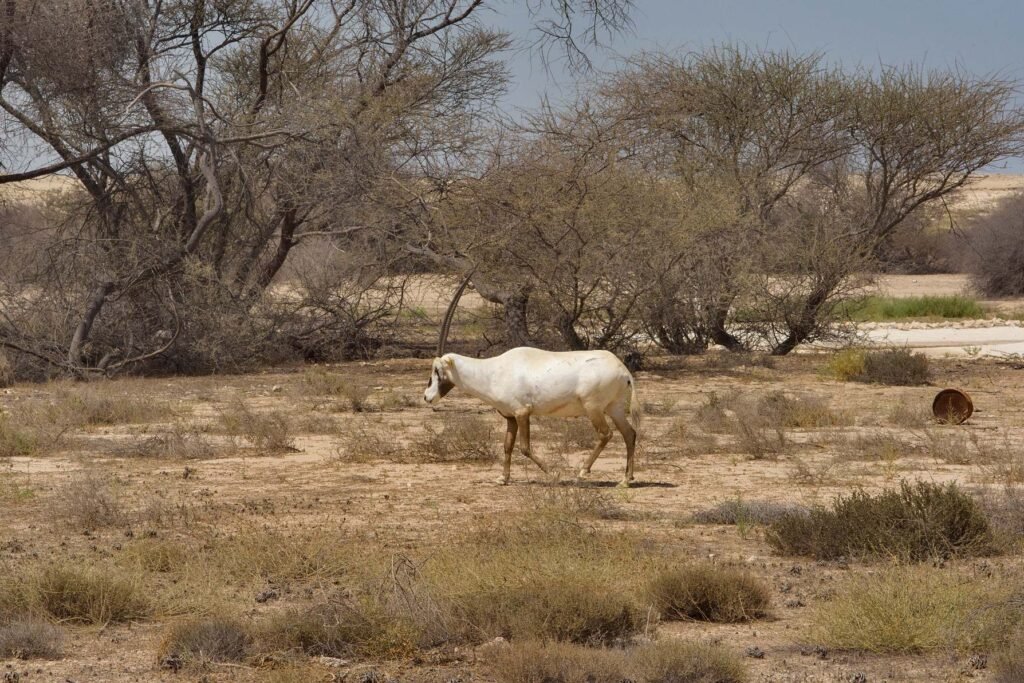 Arabian oryx grazing among acacia trees near Film City in the Al Reem Biosphere Reserve
