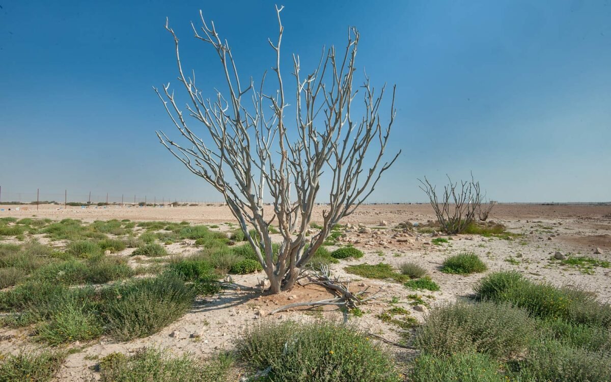 Rawdat Rashed and the Desert Rawdas, Al Shahaniya