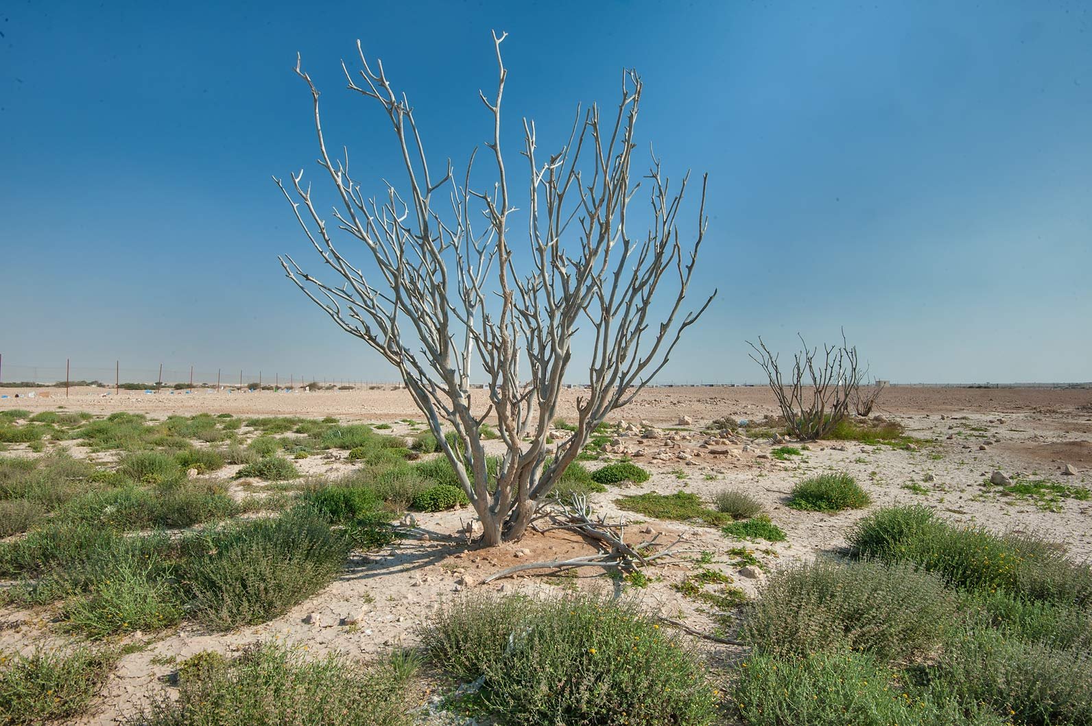 Rawdat Rashed and the Desert Rawdas, Al Shahaniya