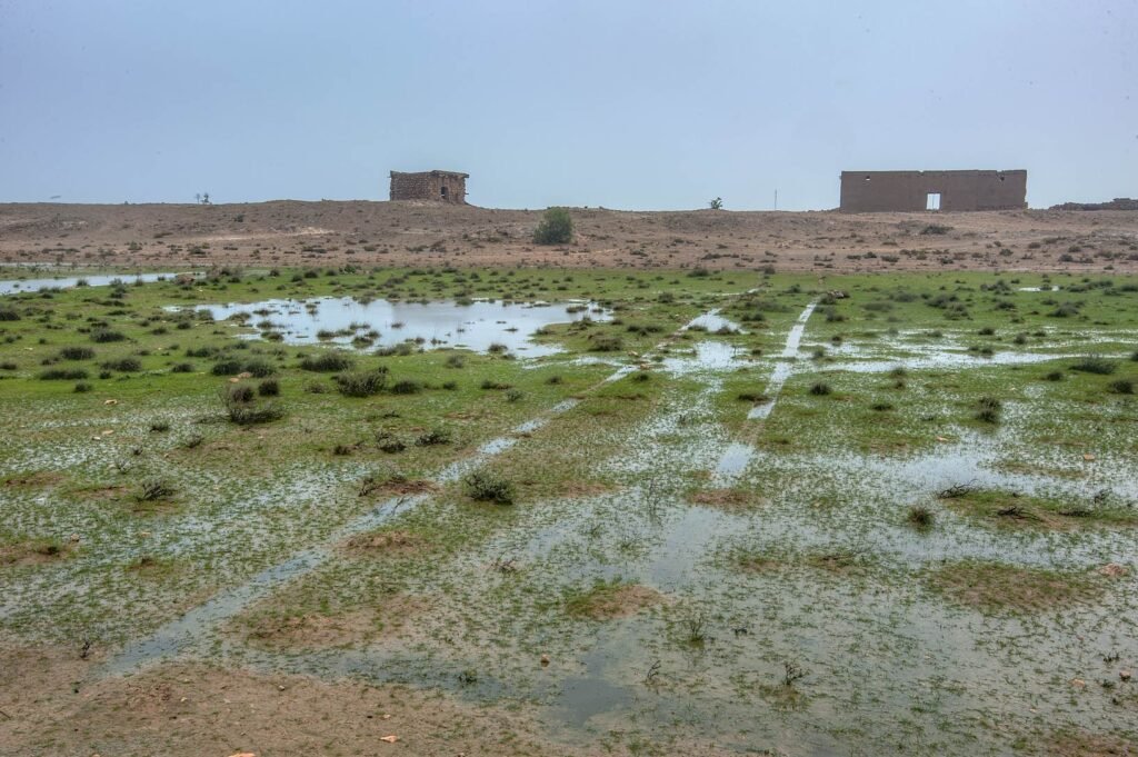A rawda depression near Jebel Jassasiya in northern Qatar, showing typical rawda vegetation