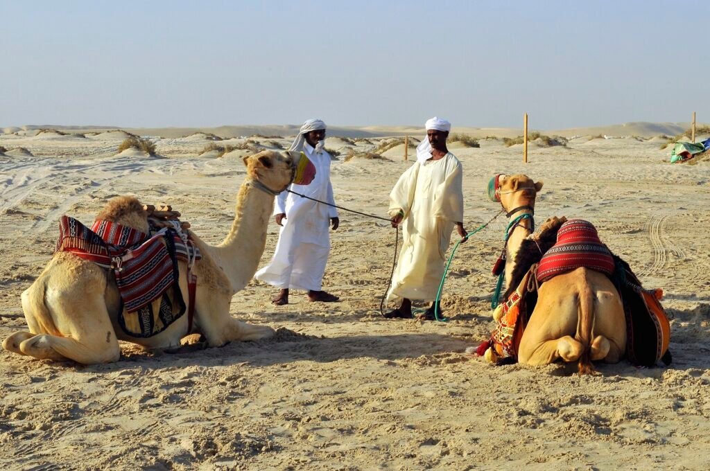 Handlers with decorated camels waiting for riders next to the beach at Mesaieed