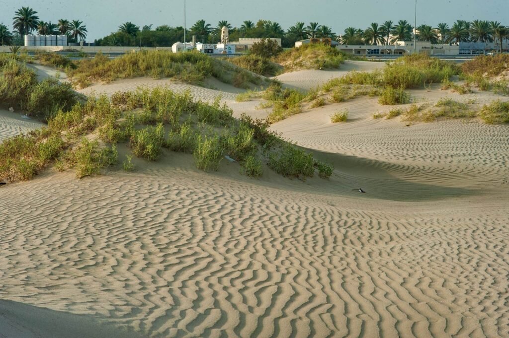 Low sand dunes with shrubs near Mesaieed, with Sealine Beach Resort in the background