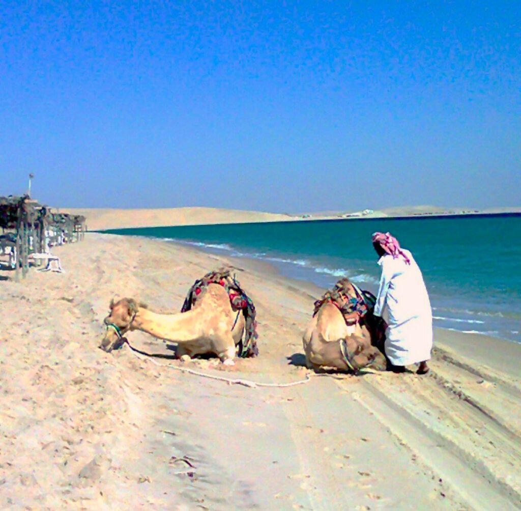 Camels resting on the beach by the resort area in the Mesaieed desert