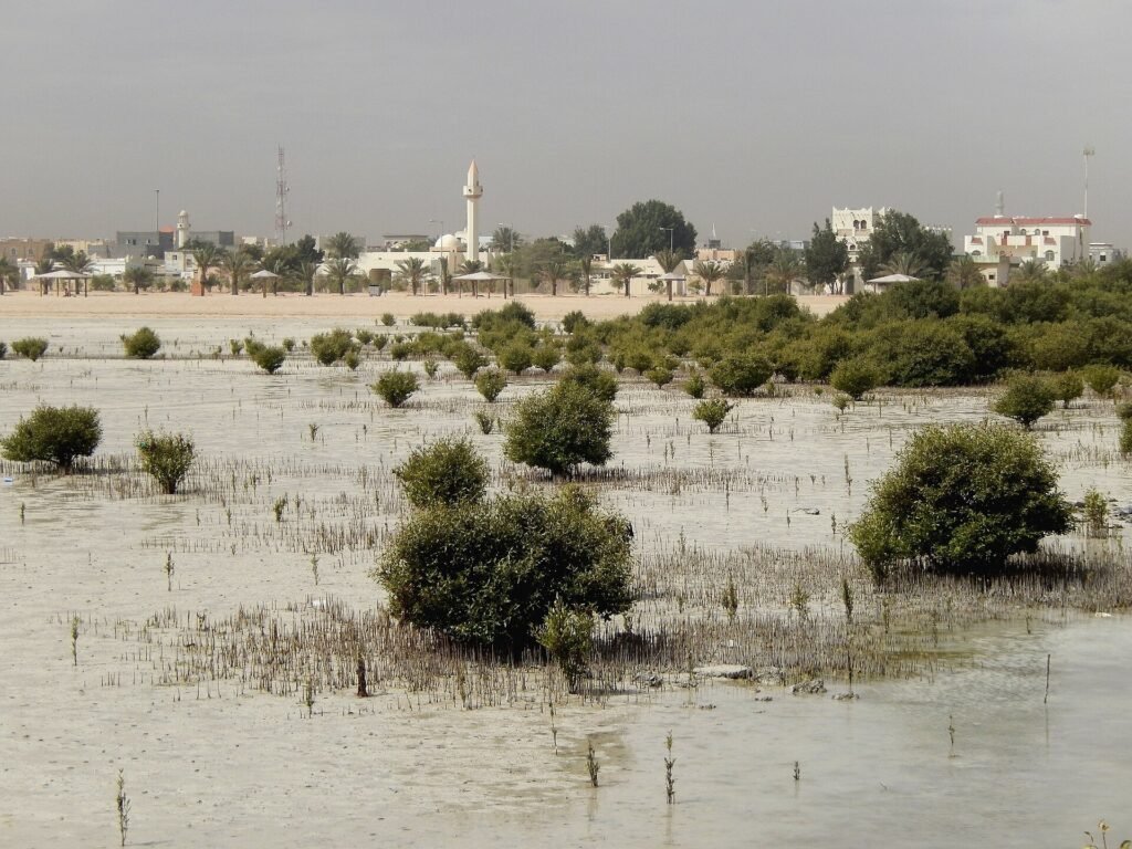 Mangroves in the shallow bay off Simaisma, with the town behind
