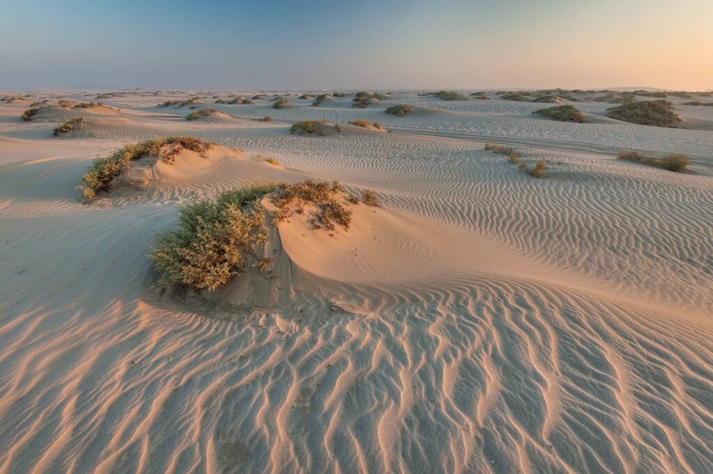 Low rippled dunes and desert shrubs in the sand country around Mesaieed, southern Qatar