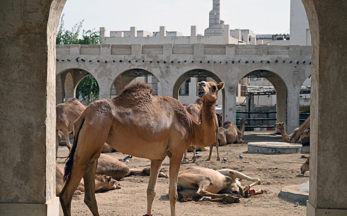 Horse Stables & Camel Pen, Souq Waqif