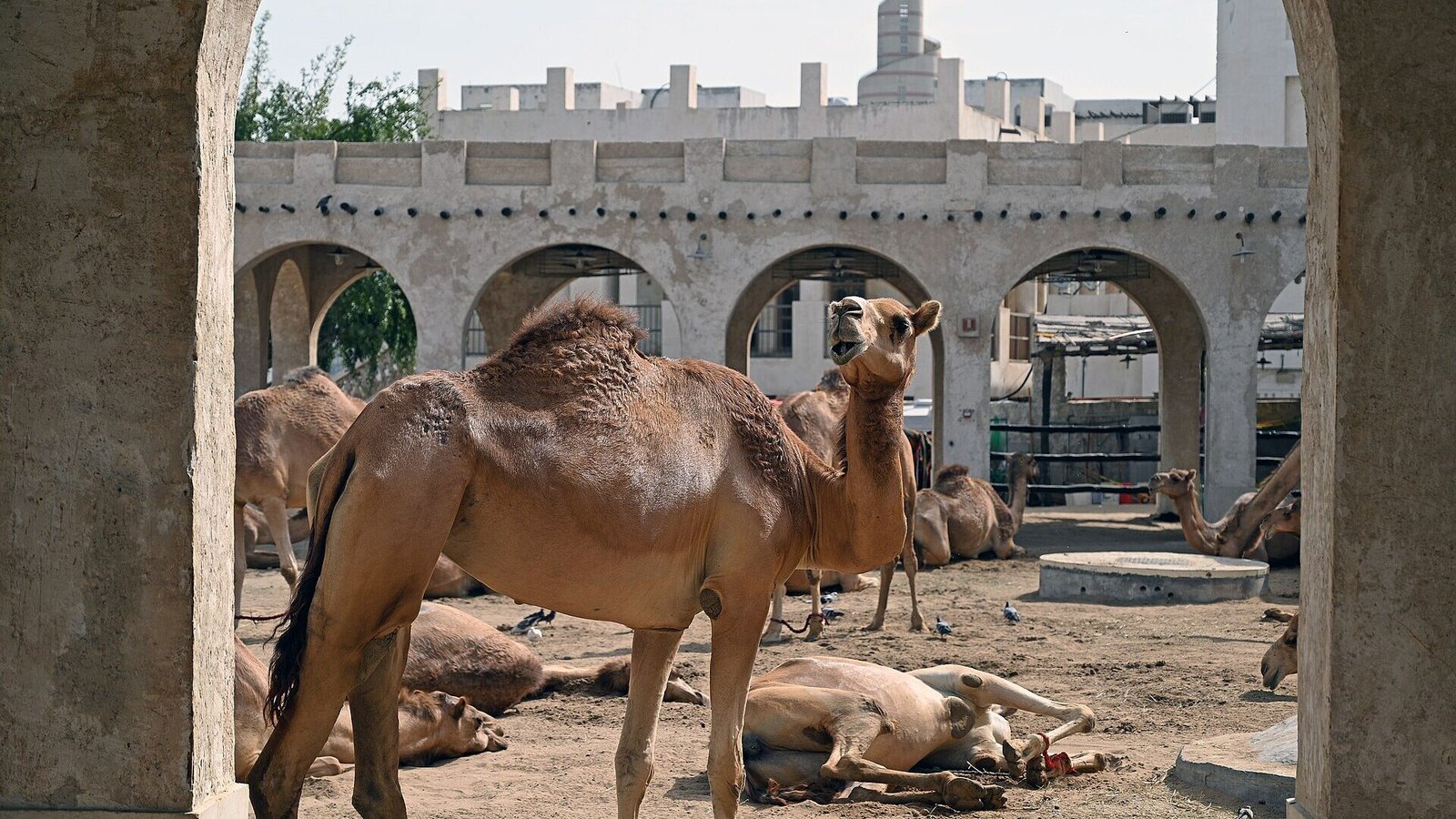 Horse Stables & Camel Pen, Souq Waqif