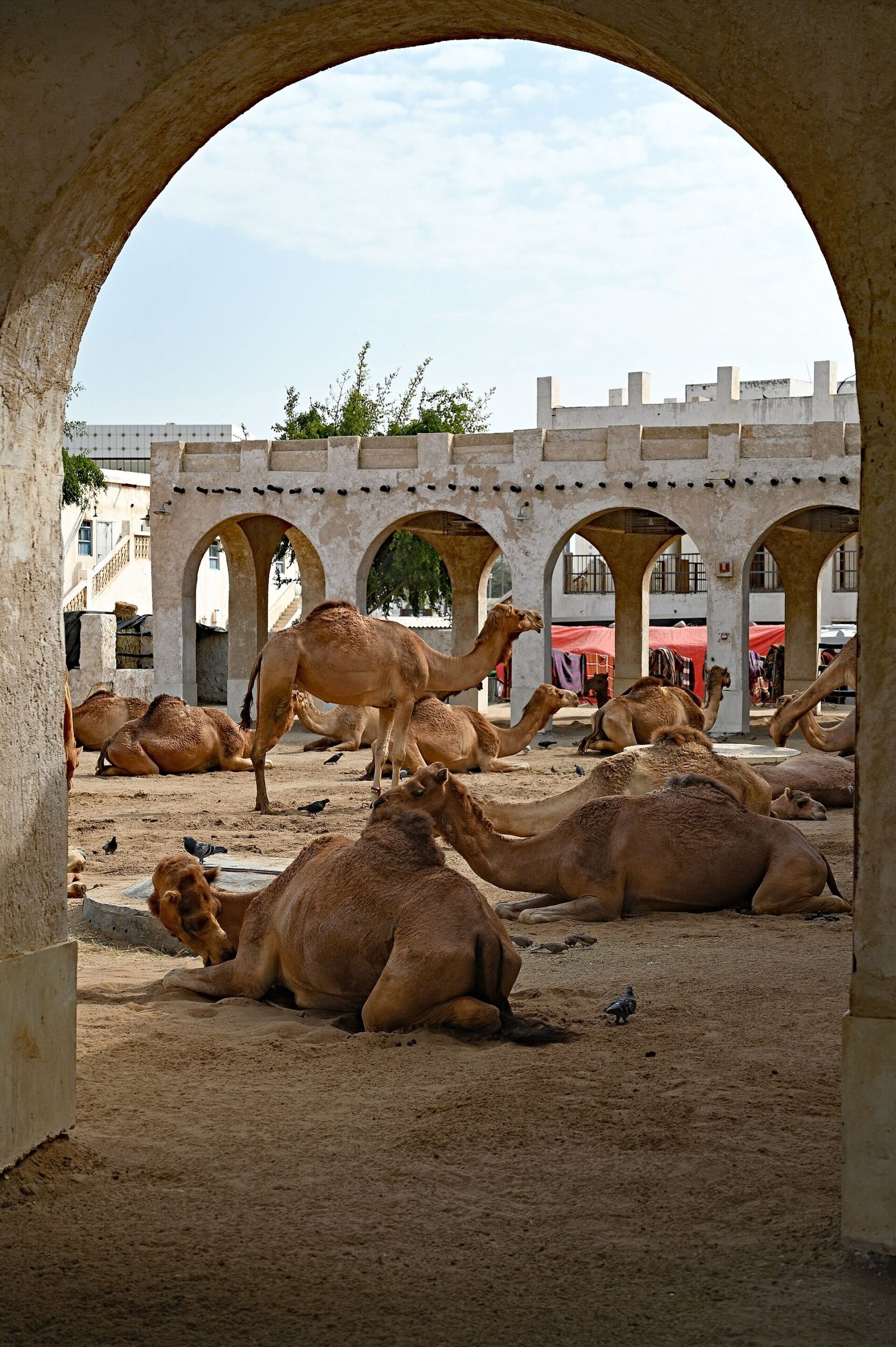 Camels lying in the sand of the Souq Waqif camel pen, framed by an arch