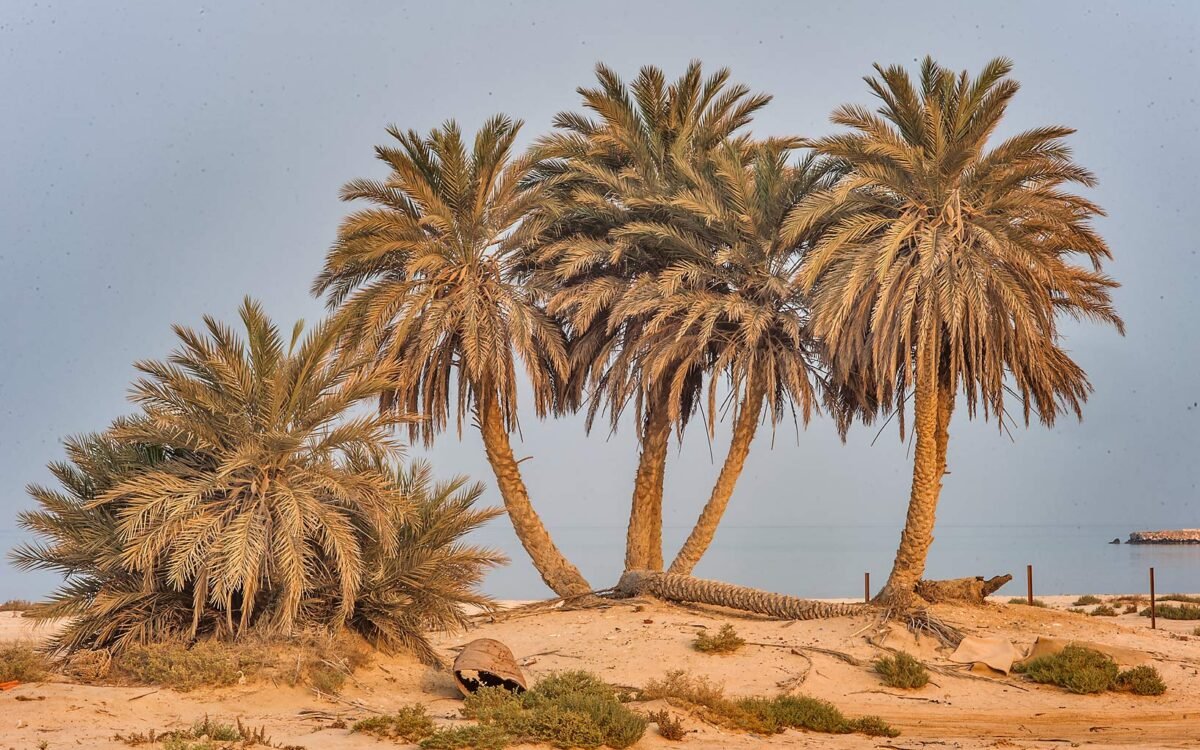 Umm Bab Beach (Palm Tree Beach), Umm Bab