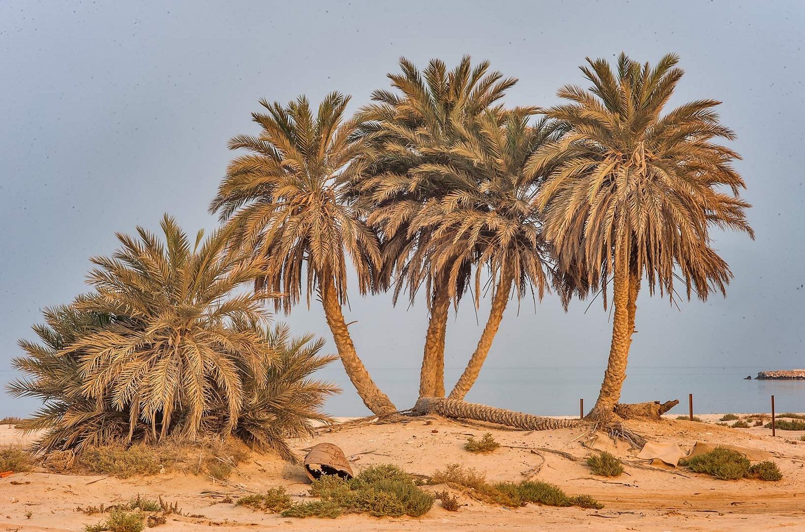 Umm Bab Beach (Palm Tree Beach), Umm Bab