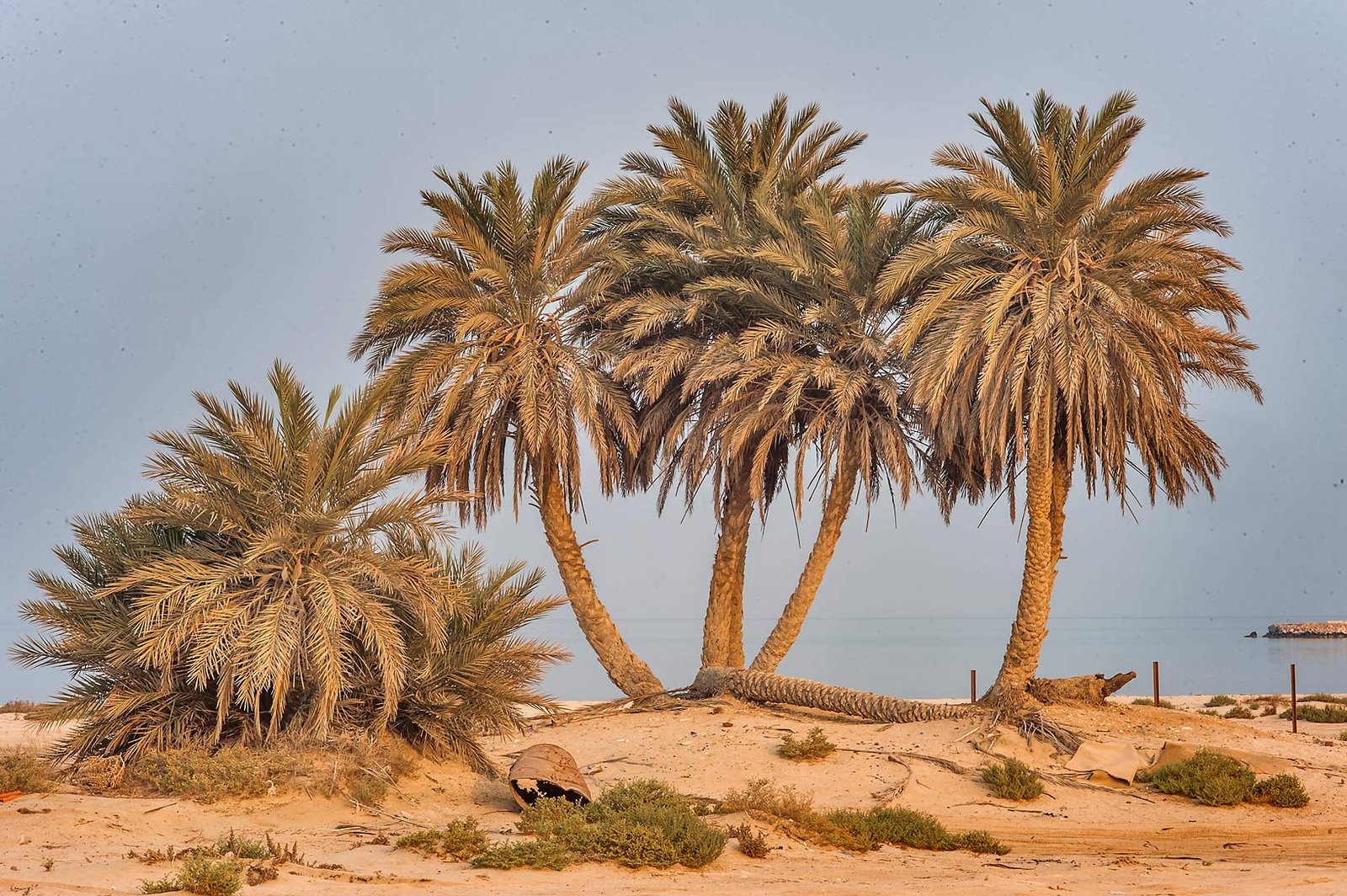 Palm trees on the sand at Umm Bab Beach on the west coast of Qatar