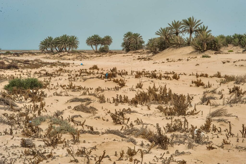 Sandy dunes with low coastal plants and a line of palms near Umm Bab beach