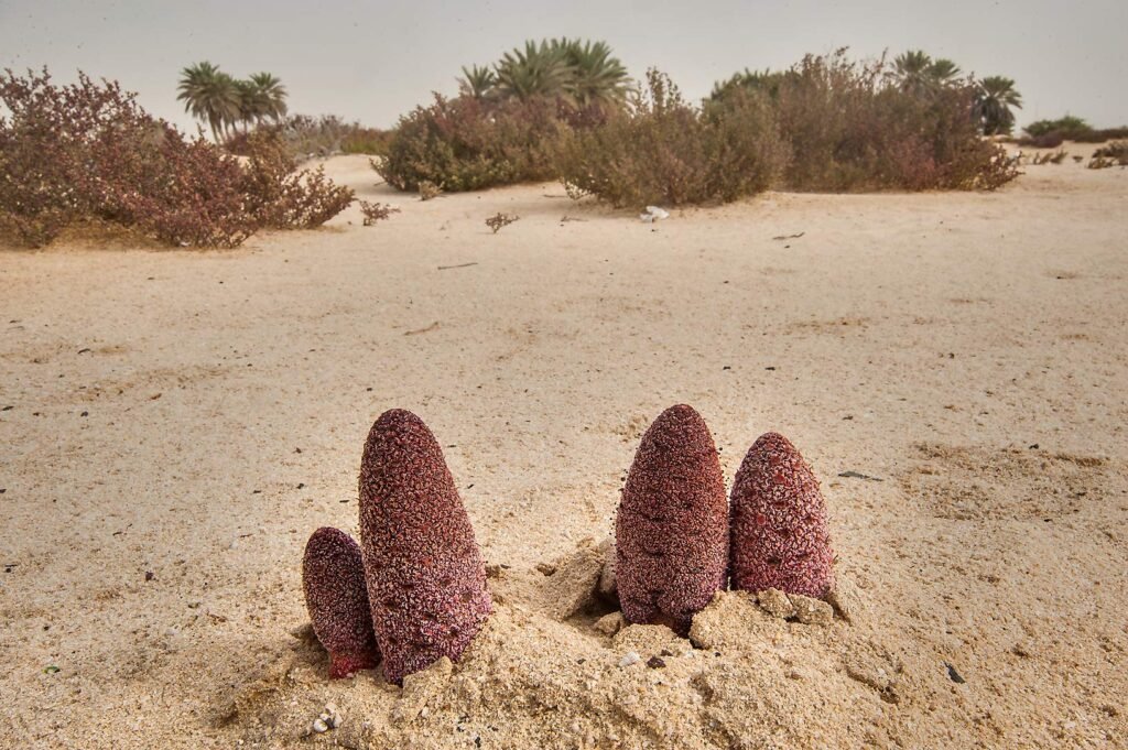 Red desert thumb plants growing from the sand on Umm Bab beach