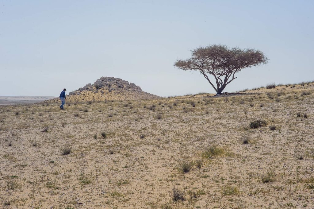 Rocky desert with an acacia tree near Umm Bab